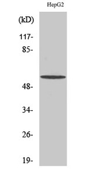 BAIAP2L1 Polyclonal Antibody