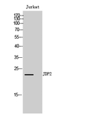 JDP2 Antibody in Western Blot (WB)