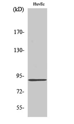 SLC4A1AP Polyclonal Antibody