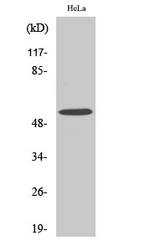 MLKL Polyclonal Antibody