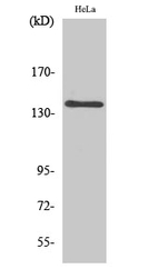 MOV10L1 Polyclonal Antibody