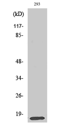 MRPL14 Antibody in Western Blot (WB)