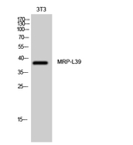 MRPL39 Antibody in Western Blot (WB)