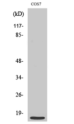 MRPS21 Antibody in Western Blot (WB)