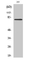 MZF1 Polyclonal Antibody