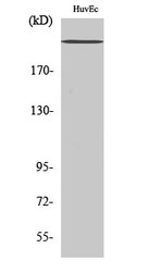 Sodium Channel Pan Polyclonal Antibody