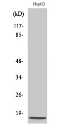NDUFA4 Antibody in Western Blot (WB)