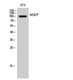 ANO7 Polyclonal Antibody