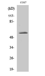 NIPA Polyclonal Antibody