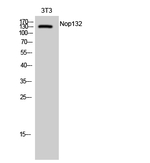 NOL8 Polyclonal Antibody