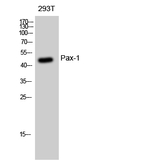 PAX1 Polyclonal Antibody