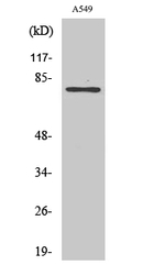 PFKL Antibody in Western Blot (WB)