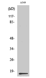 PTGES Antibody in Western Blot (WB)