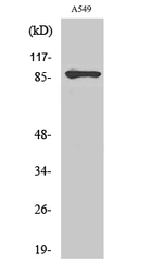 PML Antibody in Western Blot (WB)