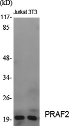 JM4 Polyclonal Antibody