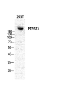 PTPRZ Polyclonal Antibody