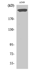 PTPRZ Antibody in Western Blot (WB)
