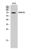 RhoBTB3 Polyclonal Antibody
