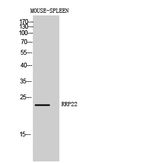 RASL10A Polyclonal Antibody