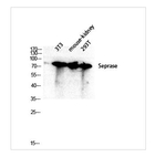 FAP Polyclonal Antibody