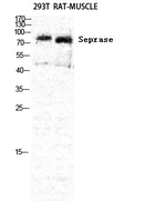 FAP Antibody in Western Blot (WB)