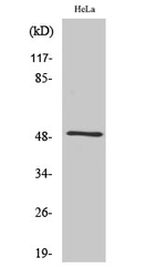 Septin-8 Polyclonal Antibody
