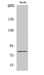 SLC5A3 Antibody in Western Blot (WB)