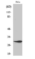 SPIN1 Antibody in Western Blot (WB)