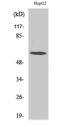 TCP-1 zeta Polyclonal Antibody