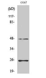 TGF beta-3 Antibody in Western Blot (WB)