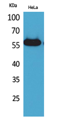alpha Amylase 1 Polyclonal Antibody