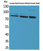Cullin 4B Polyclonal Antibody