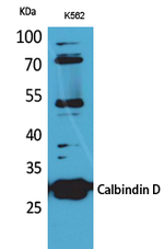 Calbindin D28K Polyclonal Antibody