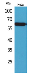 Nectin 3 Antibody in Western Blot (WB)