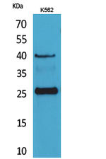 KLRB1 Polyclonal Antibody
