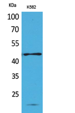RHAG Polyclonal Antibody