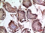 NTE Antibody in Immunohistochemistry (Paraffin) (IHC (P))