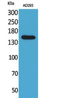 NTE Antibody in Western Blot (WB)