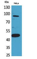 INHBB Polyclonal Antibody