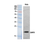 GMFB Polyclonal Antibody