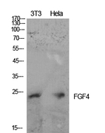 FGF4 Polyclonal Antibody