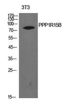 PPP1R15B Antibody in Western Blot (WB)