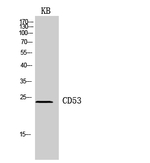 CD53 Antibody in Western Blot (WB)