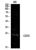 CD53 Polyclonal Antibody