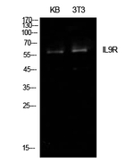 IL9R Polyclonal Antibody