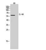 IL9R Antibody in Western Blot (WB)