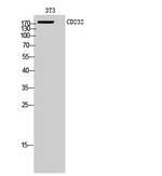 PLXNC1 Antibody in Western Blot (WB)