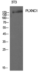 PLXNC1 Polyclonal Antibody
