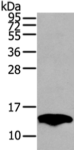 FABP8 Antibody in Western Blot (WB)
