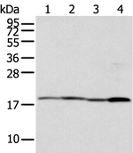 TIM17 Antibody in Western Blot (WB)